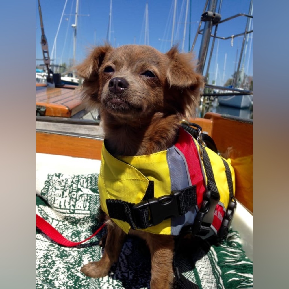 West Marine dog life jacket XS personal flotation device NWOT